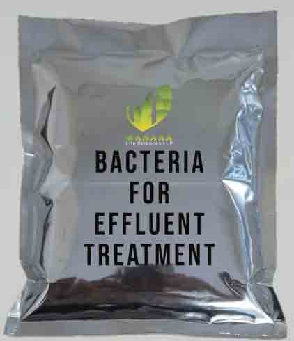 ETP Plant Bacteria in Bangladesh